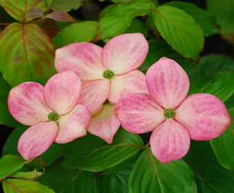 Kornoelje (Cornus kousa 'Satomi')