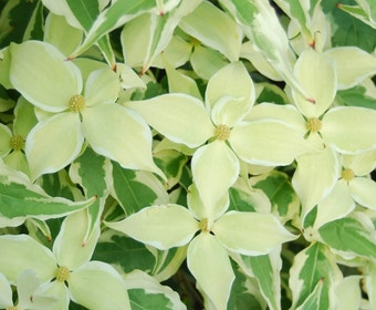 Bonte Kornoelje (Cornus kousa 'Summerfun')
