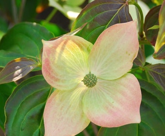 Kornoelje (Cornus kousa 'Teutonia')