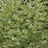 Bonte kornoelje (Cornus alba 'Elegantissima')