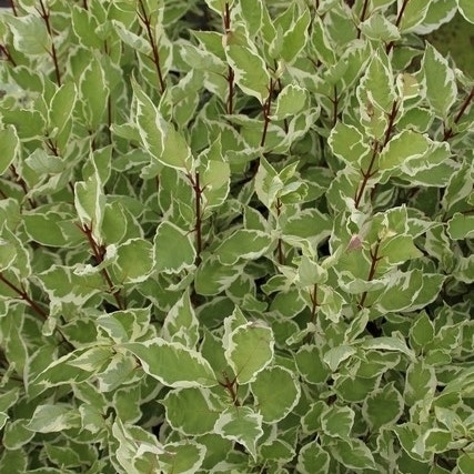 Bonte kornoelje (Cornus alba 'Elegantissima')