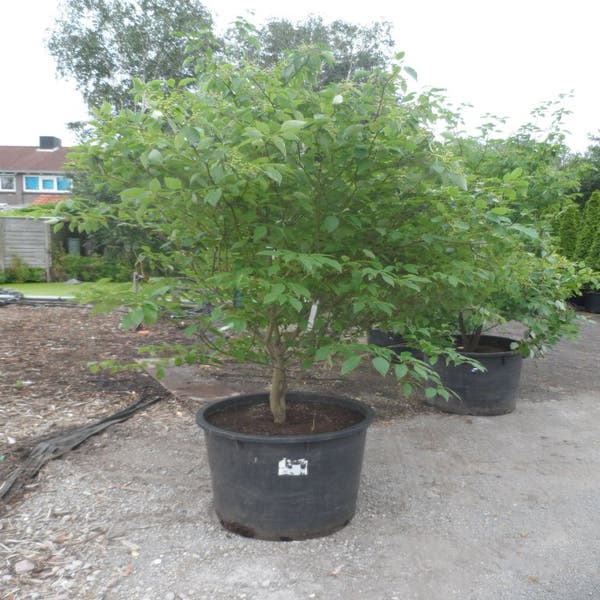 Kornoelje (Cornus alternifolia) 175/200/250 cm