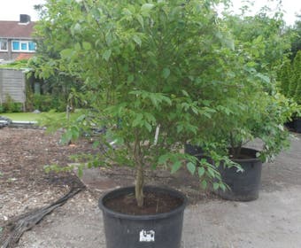 Kornoelje (Cornus alternifolia)