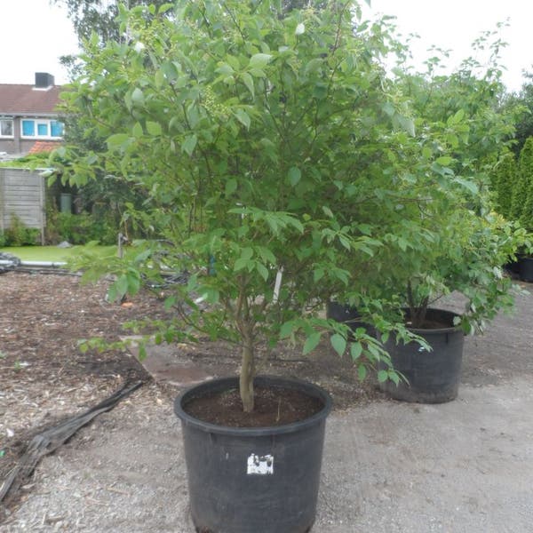Kornoelje (Cornus alternifolia) 175/200/250 cm