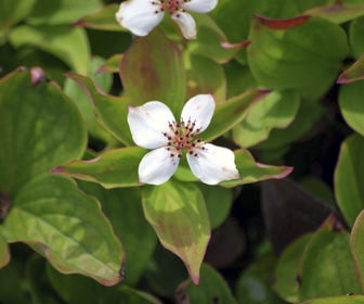 Kruipende kornoelje (Cornus canadensis)