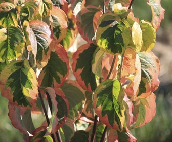 Kornoelje op stam (Cornus florida 'Rainbow')