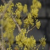 Meerstammige Japanse kornoelje (Cornus Officinalis)