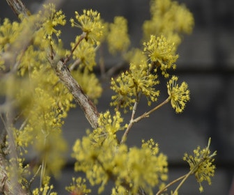 Meerstammige Japanse kornoelje (Cornus Officinalis)