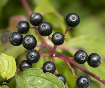 Rode kornoelje (Cornus sanguinea)