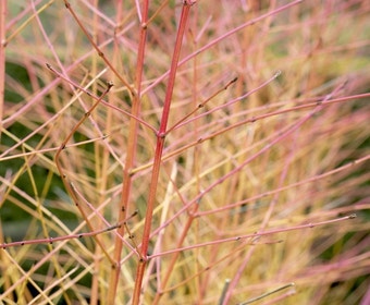 Kornoelje (Cornus sanguinea 'Midwinter Fire')