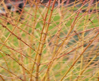 Kornoelje (Cornus sanguinea 'Winter Beauty)