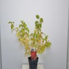 Pagode kornoelje (Cornus alternifolia 'Winter Orange')