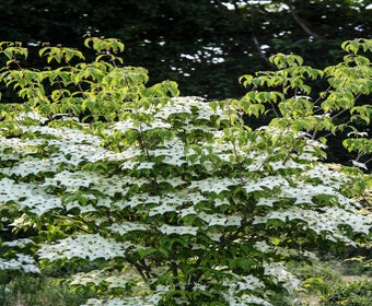 Meerstammige kornoelje (Cornus kousa 'Milky Way')
