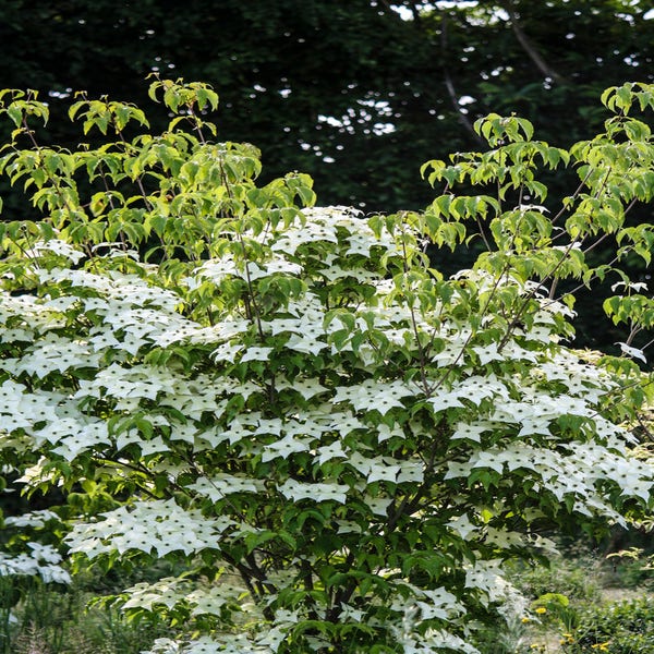 Meerstammige kornoelje (Cornus kousa 'Milky Way')