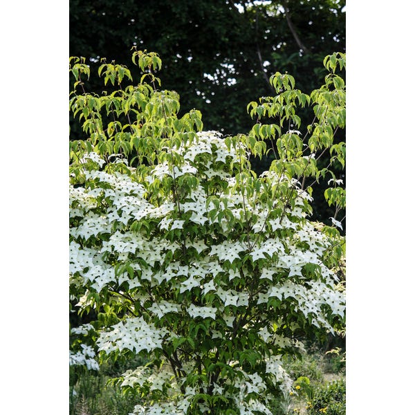 Meerstammige Kornoelje Cornus Kousa Milky Way Directplant meerstammige-kornoelje-cornus-kousa-milky-way-directplant