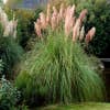 Pampasgras (Cortaderia selloana 'Rosea')