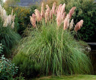 Pampasgras (Cortaderia selloana 'Rosea')