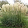 Pampasgras (Cortaderia selloana)