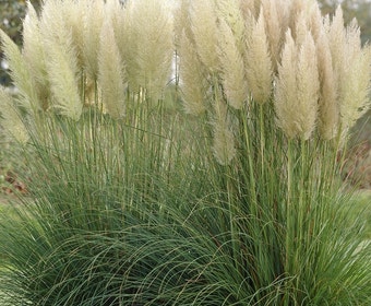 Pampasgras (Cortaderia selloana)