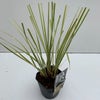 Dwerg Pampasgras (Cortaderia selloana 'Mini Goldpampas')