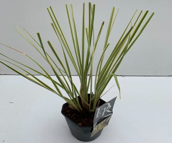 Dwerg Pampasgras (Cortaderia selloana 'Mini Goldpampas')
