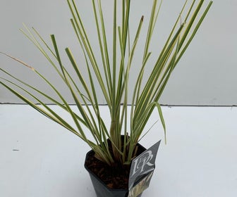 Dwerg Pampasgras (Cortaderia selloana 'Mini Goldpampas')