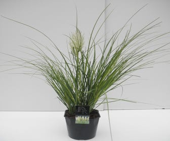 Dwergpampasgras (Cortaderia selloana 'Mini Pampas')