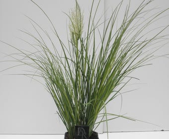 Dwergpampasgras (Cortaderia selloana 'Mini Pampas')