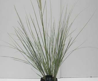 Dwergpampasgras (Cortaderia selloana 'Mini Silverpampas')