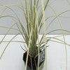 Pampasgras (Cortaderia selloana 'Splendid Star')