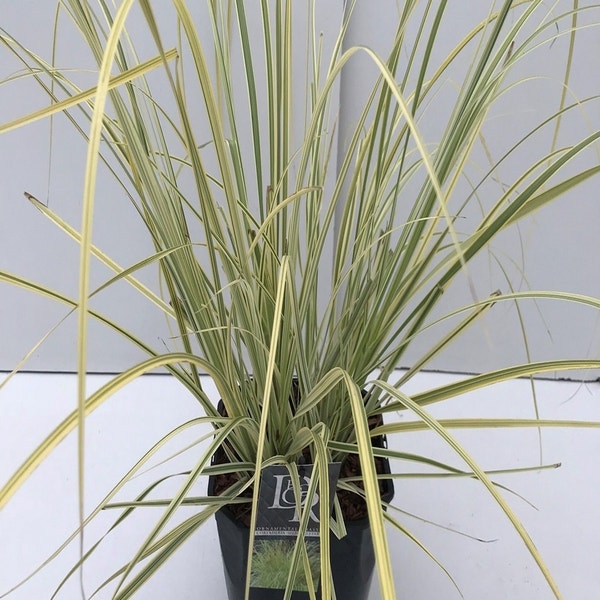 Cortaderia Splendid Star  C5