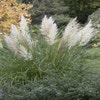 Pampasgras (Cortaderia selloana 'Pumila')