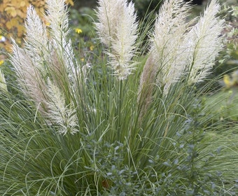Pampasgras (Cortaderia selloana 'Pumila')