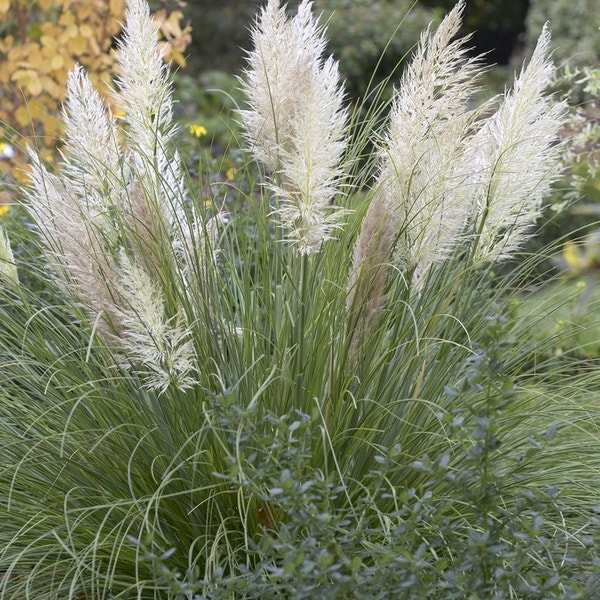 Cortaderia selloana 'Pumila' (Pampasgras)