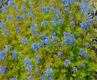 Helmbloem (Corydalis 'Craigton Blue')