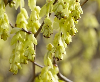 Schijnhazelaar (Corylopsis spicata)