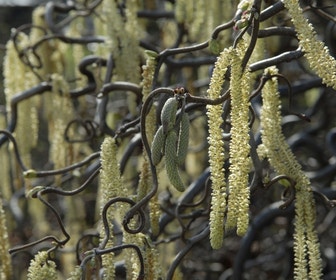 Kronkelhazelaar (Corylus avellana 'Contorta')