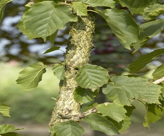 Boomhazelaar (Corylus colurna)