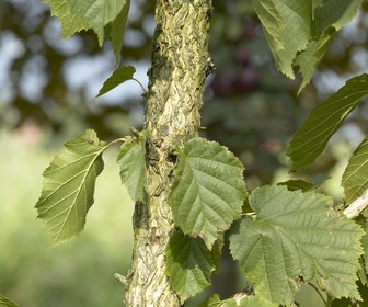 Boomhazelaar (Corylus colurna)