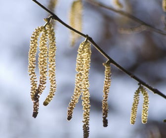 Hazelaar (Corylus avellana)