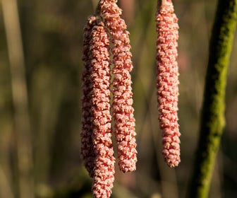 Hazelaar/Hazelnoot (Corylus avellana 'Rode Zellernoot')