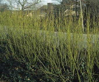 Kornoelje (Cornus stolonifera 'Flaviramea')