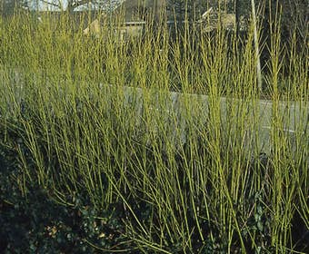 Kornoelje (Cornus stolonifera 'Flaviramea')