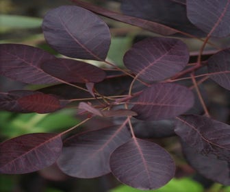 Pruikenboom als struik (Cotinus coggygria 'Royal Purple')