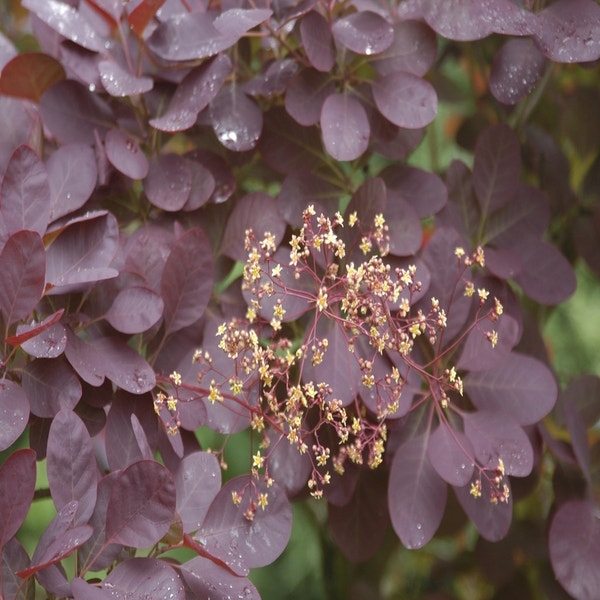 Pruikenboom op stam (Cotinus coggygria 'Royal Purple' )