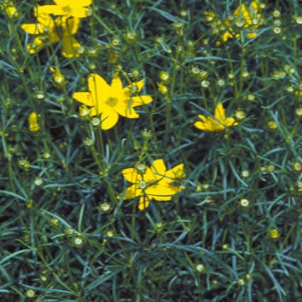 Coreopsis