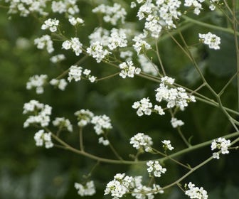 Zeekool (Crambe cordifolia)