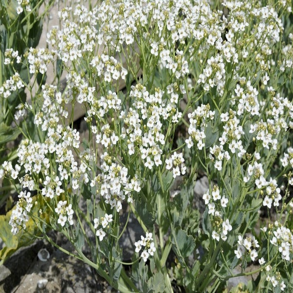 Zeekool (Crambe maritima)