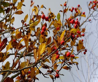 Meidoorn als boom (Crataegus lavallei 'Carrierei')