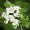 Meidoorn als boom (Crataegus monogyna 'Stricta')